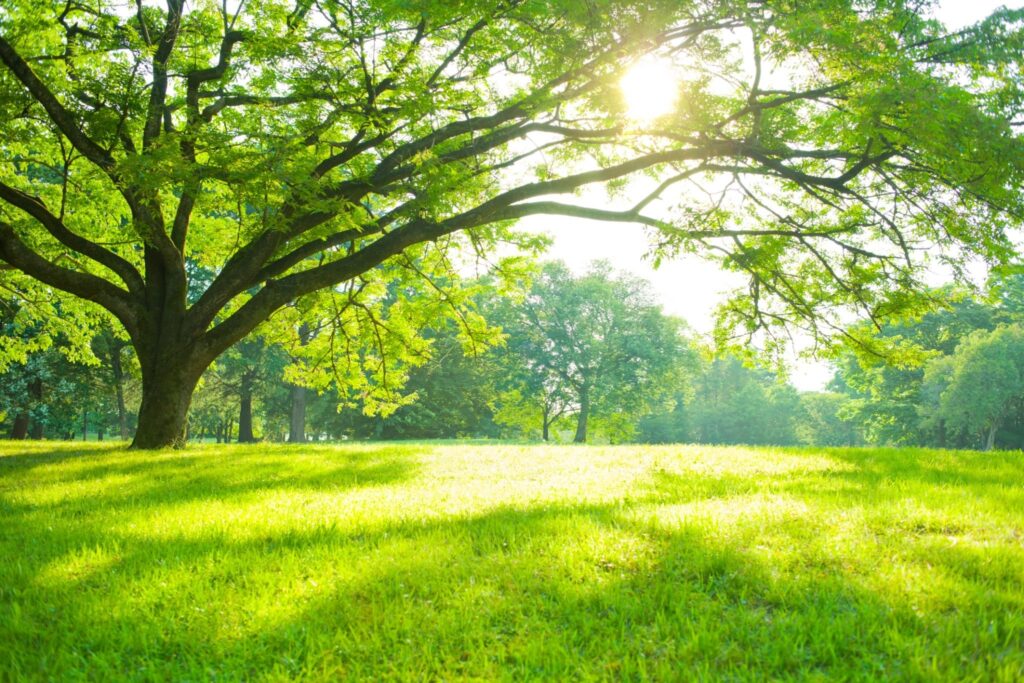 The Importance of Nature: Why Access to Green Spaces is Essential for ...